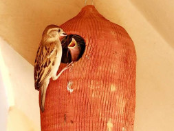 World Sparrow Day