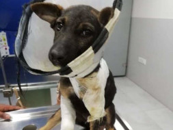Help Dogs Receive Medical Care