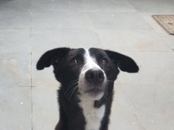 Help Laxmi and Michael reach their forever Home