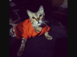 Help Deepu Get Spayed