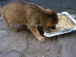 Help Me Provide Stray Dogs With Food and Water