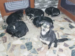 Feeding, Vaccinating and Sterilising Stray Animals Of Himachal Pradesh