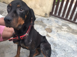 Help Kajal for medicated food and stay otherwise, she'll be at shelter