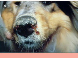 Animal Shelter for Canine Distemper and Parvo for Dogs.