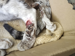 Help Milo Survive Her Amputation