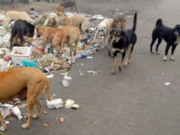 Help To Save Street Dogs