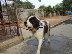 Help Himalaya Recover And Find His Family