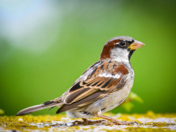 Save the Sparrows