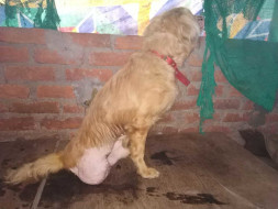 Help Rescued Animals of Guwahati