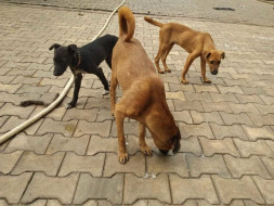 Help Misha fight Distemper