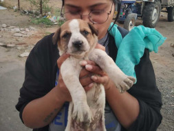 Help Us To Alleviate 90+ Stray Dogs' Suffering!