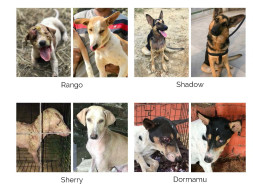 Help PAWCO Treat More Animals This Year