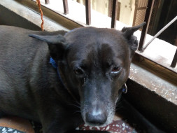 Help Me Save My Dog