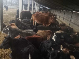 Help Us In Providing Grass For Cows In Our Goshala