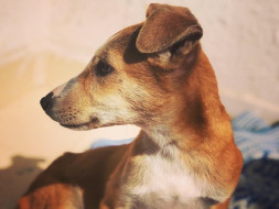 Help Moses The Indian Street Pup Reach The US To Find A Family!