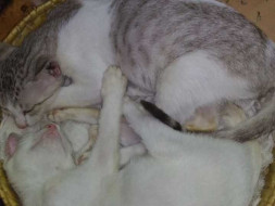 Help Keep Aneesh and Beena's Animal Shelter Open!
