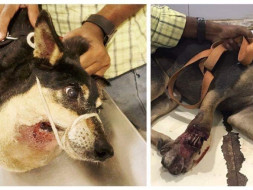 Save Saburi And Blackie Who Are Critical