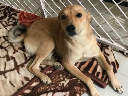 Dogs Need Help Rescue Foster Care Programme