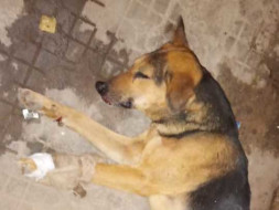 Help Save The Lives Of These Speechless Souls