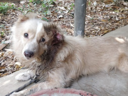 Help Lavanya nurse Bailey's ear injury