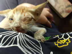 Help More Than A 100 Strays Fight Parasites And Become Healthy
