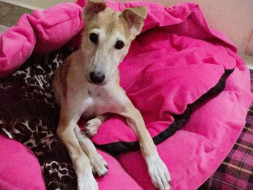 Help Lee and Mirchi Fly To Canada