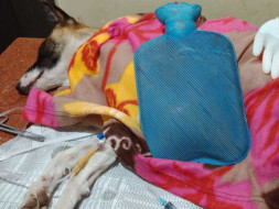 Help Cinnamon and her Pups!