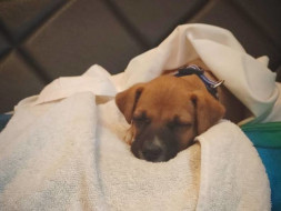 Help to fund Kimi's travel to his new Family!
