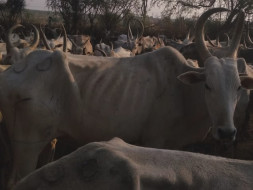Save the Desi Cows who are dying of hunger in Karnataka