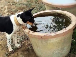Water Pot for Stray Animals & Birds in Summer