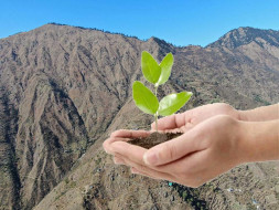 Plant trees with our cooperative in the Himalayas