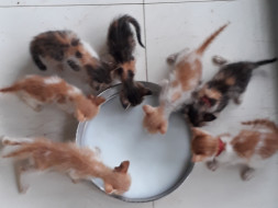 Help The Stray Babies Get Home