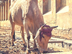 Help Stray Cows For Food, Home Care & Medical Facilities
