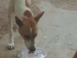 Help Us Feed Stray Dogs!