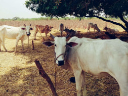 Help Veera Brahmendra Goshala and save gomathas