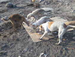 Animals are dying at Navi Mumbai Airport Site!
Help us feed them!