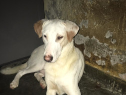 Shelter and Care for Lola