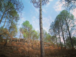Help Malsain Hills Become A Sustainable Model For Rural Himalayas