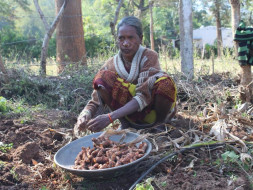 Help Paderu Tribal farmers to boil and polish turmeric
