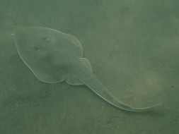 Help Conserve One Of India’s Enigmatic Marine Species