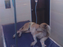 Help Jassi Indie Dog