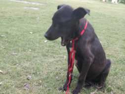 Help for voiceless