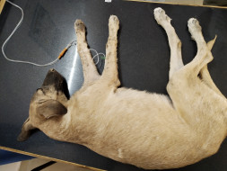 Help Stray Puppies fight back viral infection