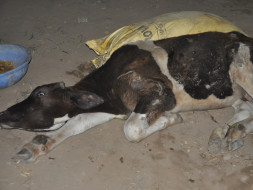 Animals At Doon Animal Welfare Needs Your Help