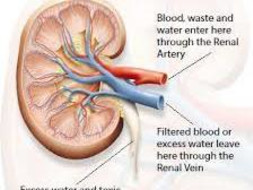 Help My Nephew Who Is Suffering From A Kidney Problem