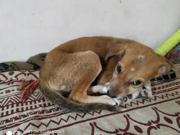 Help Puppies Fight Distemper