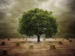 We need help to 1000 tress growth in Village