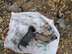 Please Paws a Minute for these abandoned 10 days old pups ๐