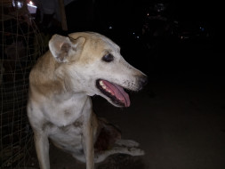 Help Rosie Come Back Home