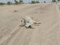 Help to save dying cows